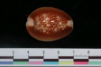 藏品(雪山寶螺)的圖片